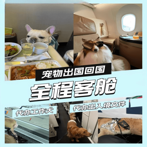 万盛区宠物托运到白俄罗斯宠物入境规定和要求